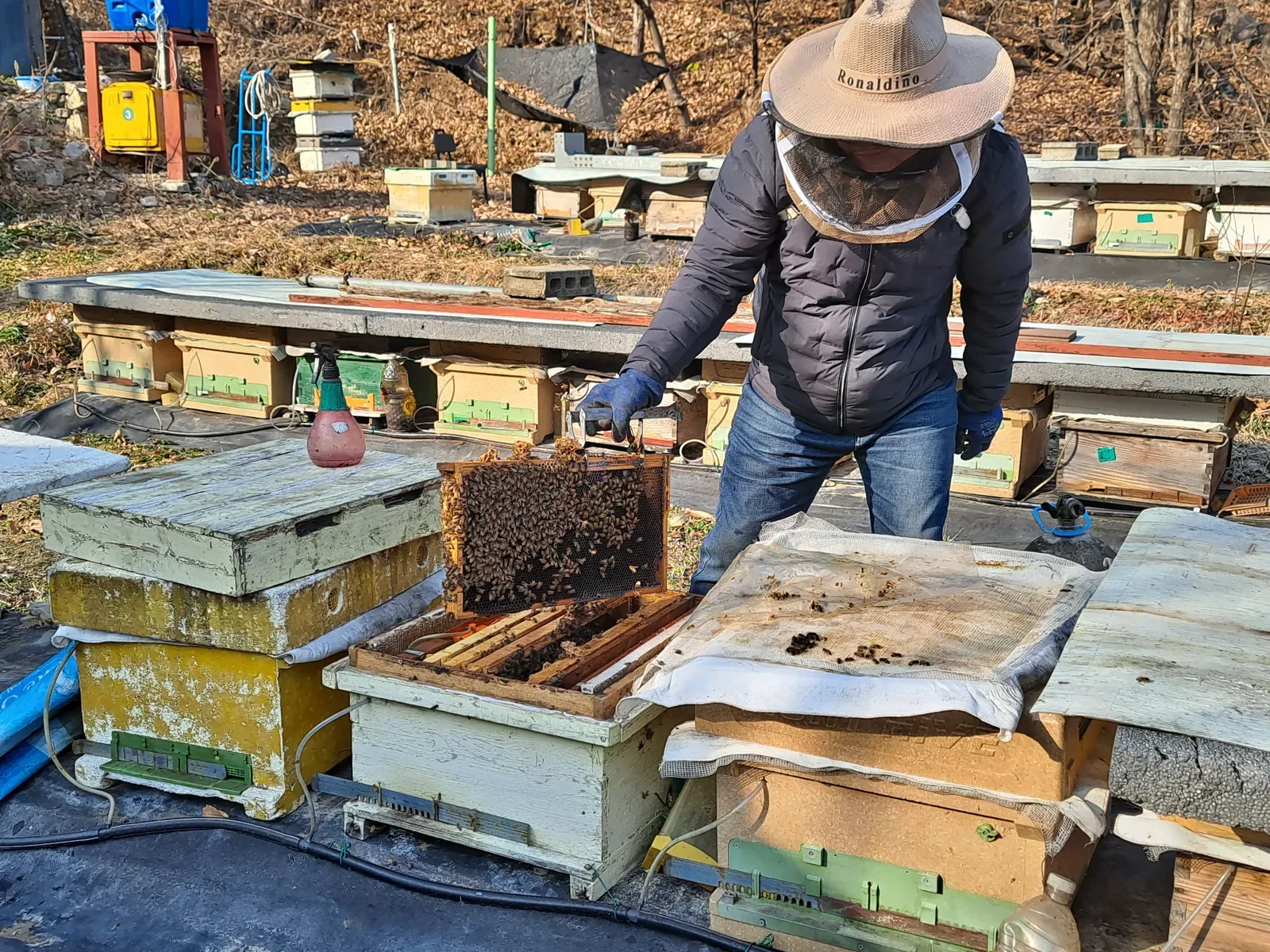 경남도, 겨울철 꿀벌 폐사 막는다... 월동 준비 현장 점검